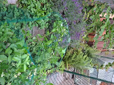 Einfamilienhaus Langenselbold - Großer Garten mit Teich und Sitzbereich