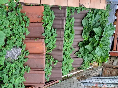 Einfamilienhaus Langenselbold - Gartenteich mit Natursteinen